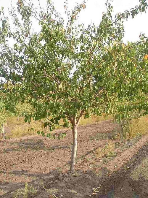 pêche prune dans le jardin