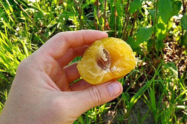 prune sucrée juteuse