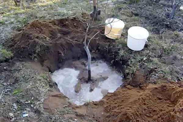 plantar un árbol joven de ciruela