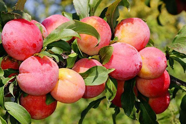 variedad de ciruela Melocotón