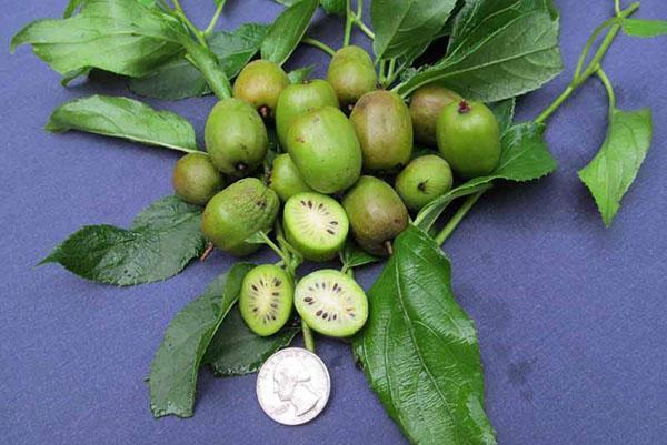 actinidia arguta piña