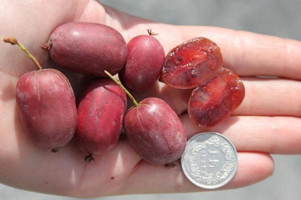 actinidia arguta genève