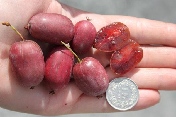 actinidia arguta ginebra