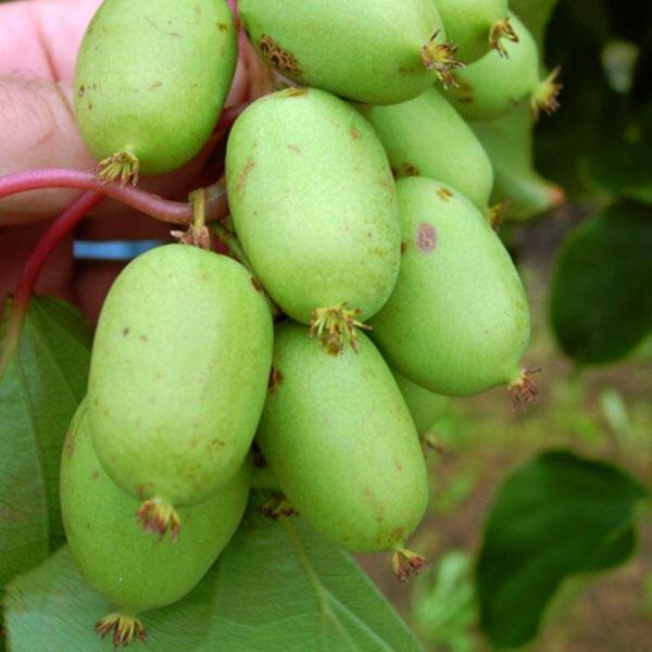 actinidia arguta issei