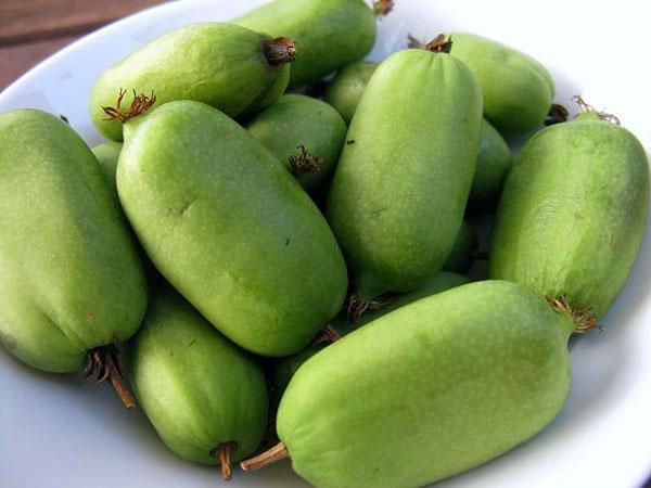 actinidia arguta jumbo