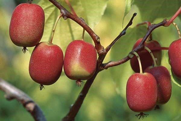 Actinidia arguta Kens ed