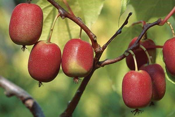 actinidia arguta kens ed