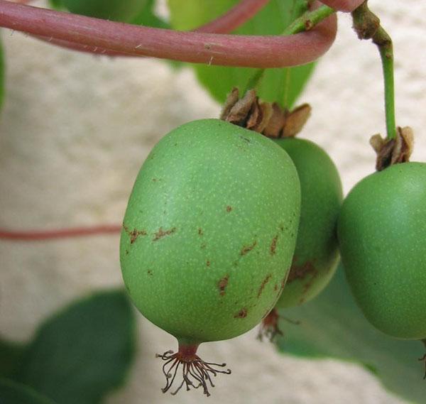 actinidia arguta kokuva