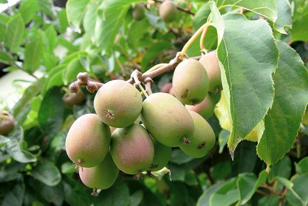 actinidia arguta en el país