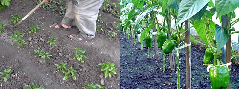 aflojando la tierra y los arbustos de liga de pimiento