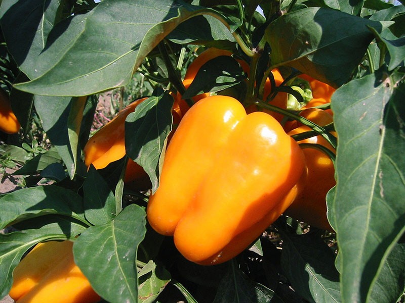 fruit de piment doux