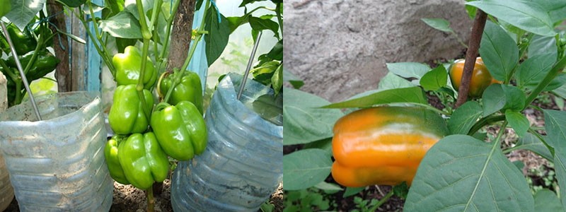 proceso de maduración del pimiento naranja milagro