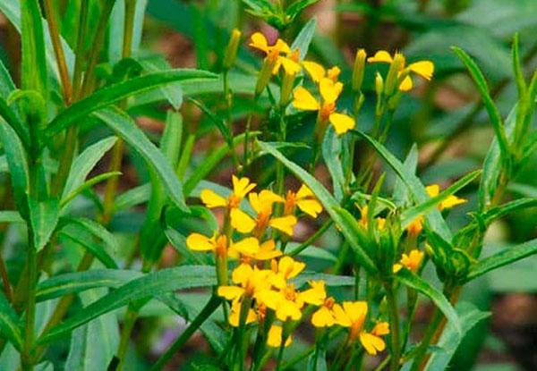 flores de estragón