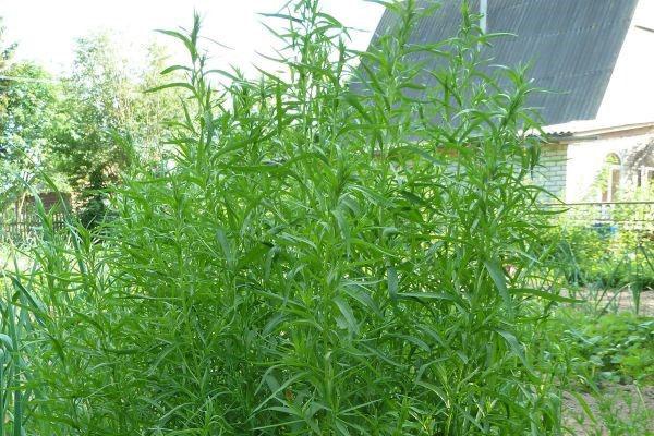 variedad King of Herbs