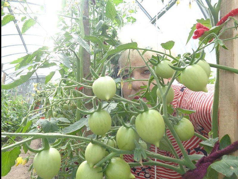 cuidado del tomate