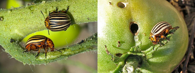 Escarabajo de la patata de Colorado sobre tomates
