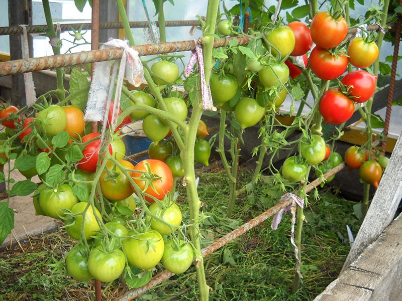 variedad alta de tomate Yubileiny Tarasenko