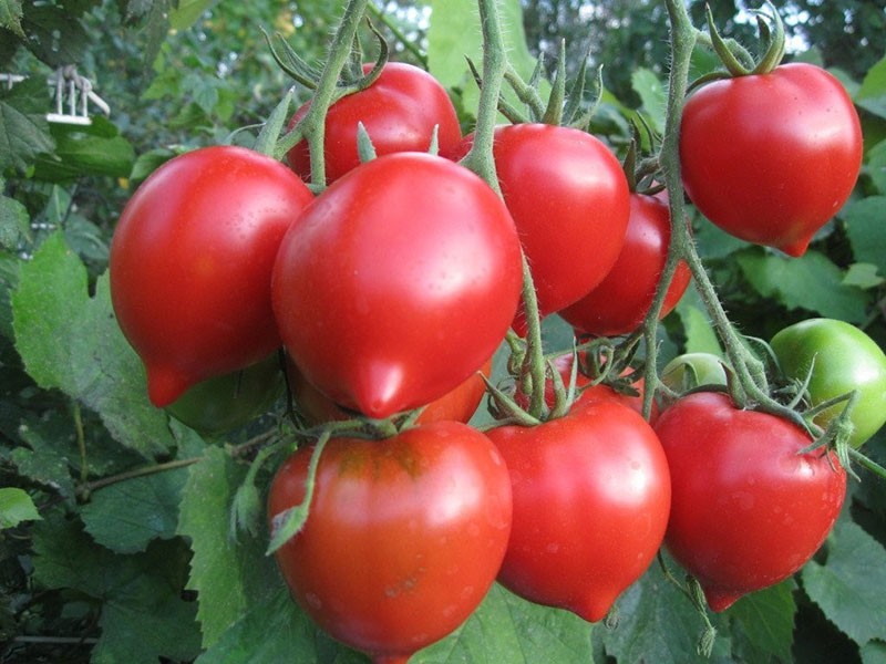 les tomates mûrissent