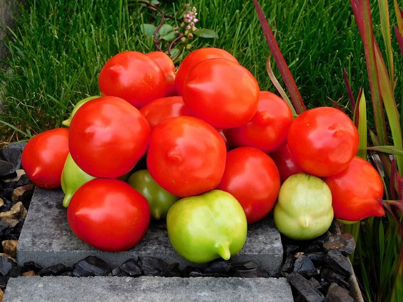 tomate à haut rendement