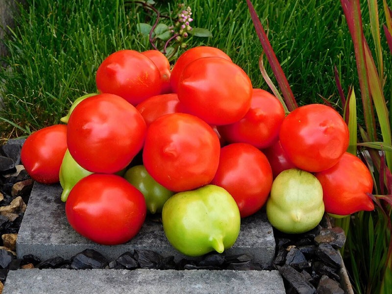 tomate de alto rendimiento