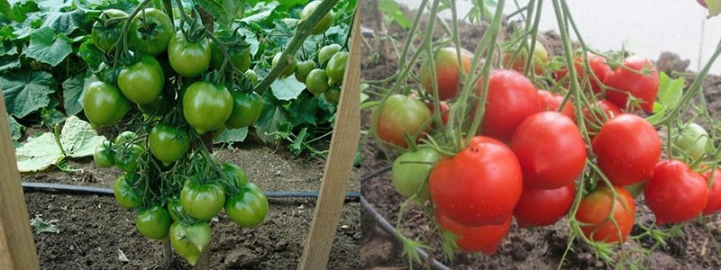 cultivo de tomates en el país
