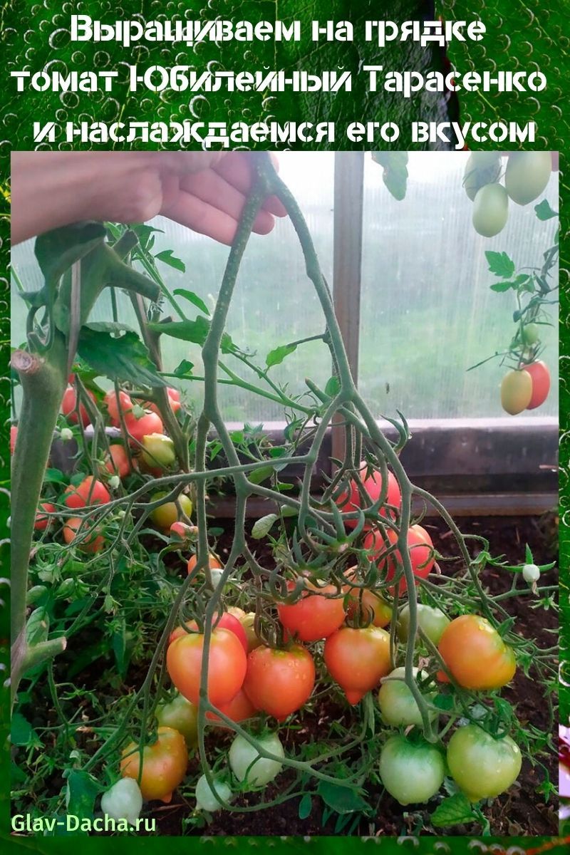 tomate Jubilé Tarasenko