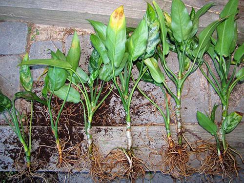 Les racines de la plante sont bien nettoyées du substrat