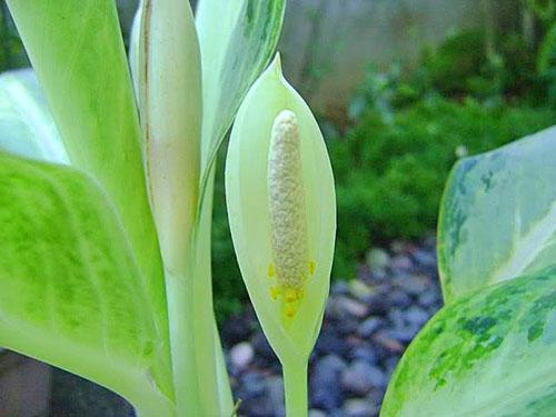 Flores de aglaonema