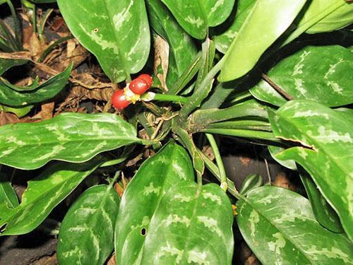 Bayas de aglaonema