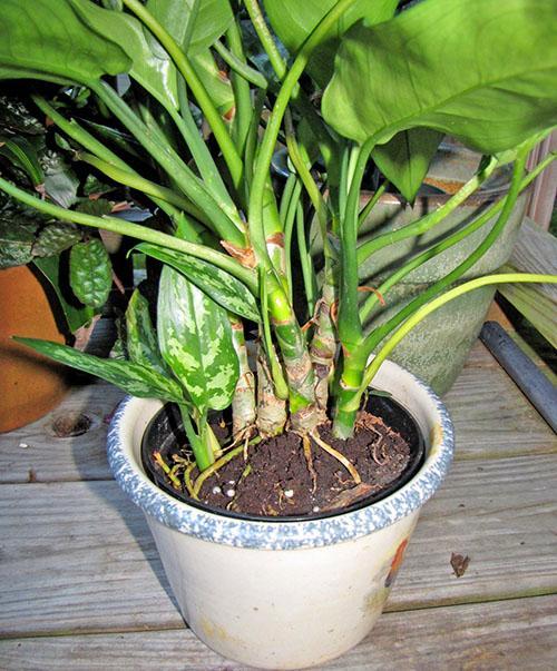 Al trasplantar un arbusto de aglaonema, varios niños son separados por faldones para cultivar una nueva planta.