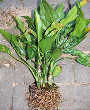 Aglaonema se planta en macetas pequeñas.