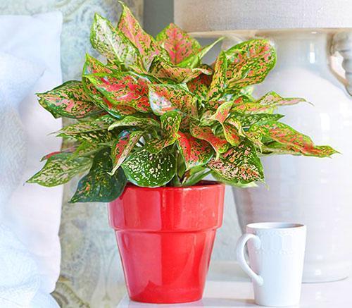 Se plaît avec son apparence aglaonema