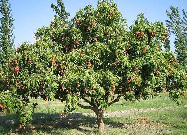 litchi dans le jardin