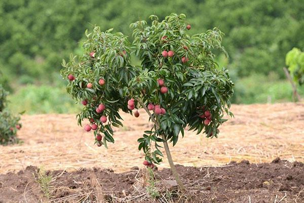 árbol de lichi joven