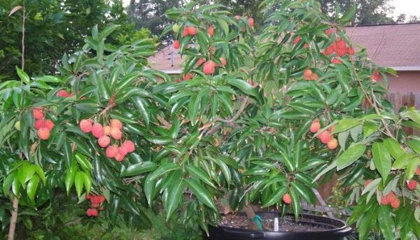 litchi dans une baignoire