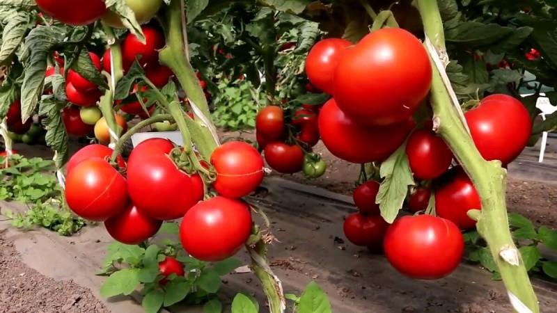 arbustos de tomate fuertes