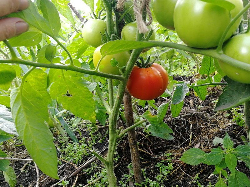 pellizcando tomates