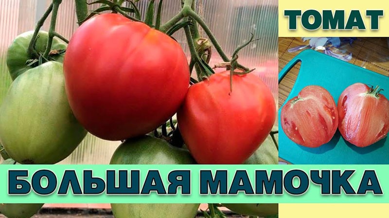 Variedad de tomate Big Mom