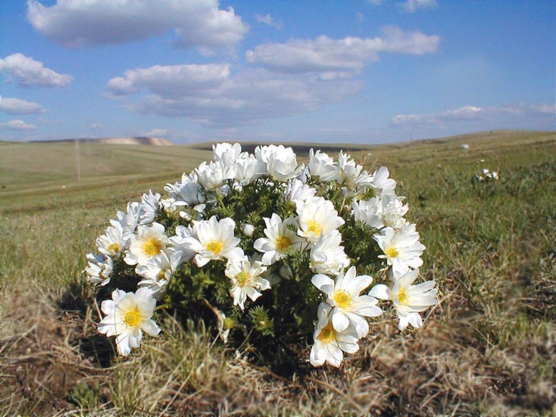 flores adonis mongol