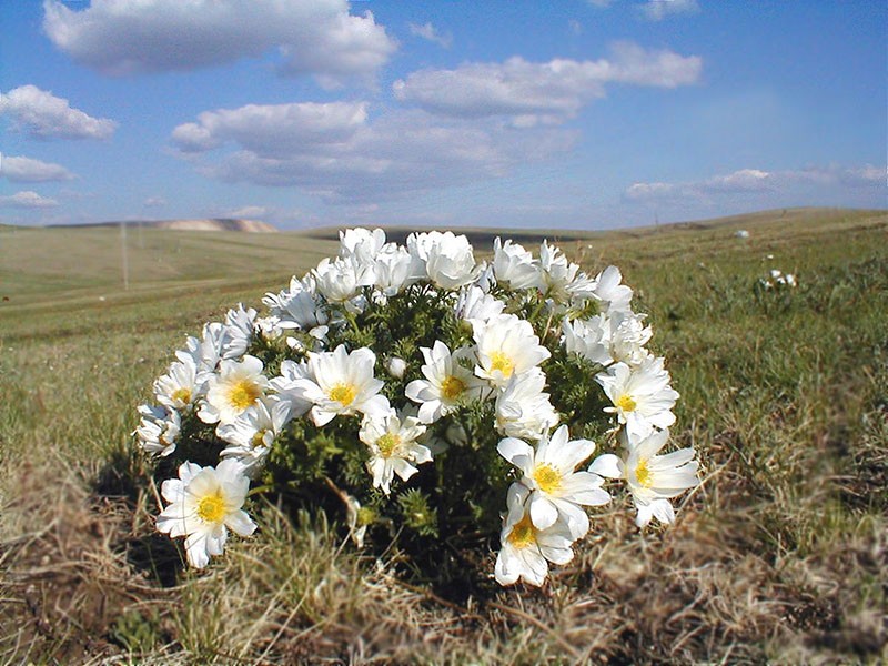 fleurs adonis mongol