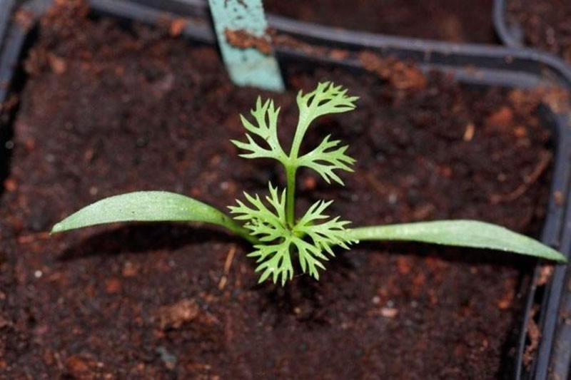 brotes de semillas de adonis