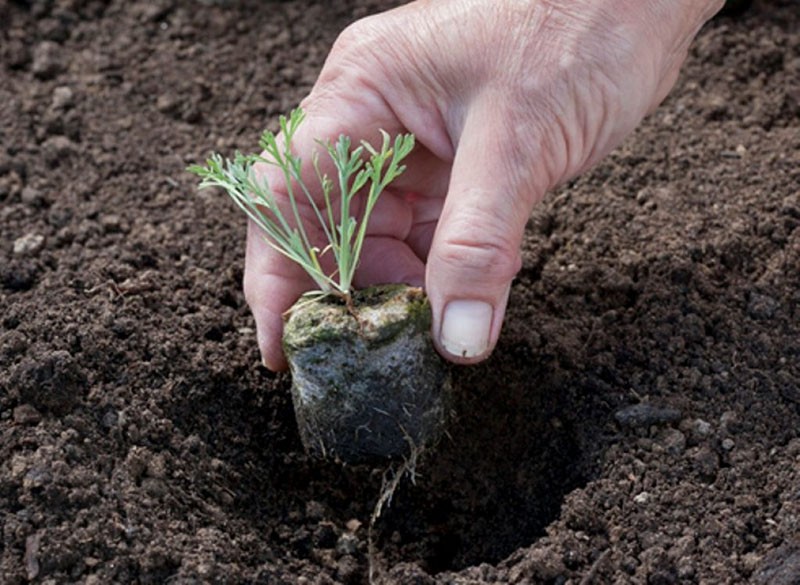 planter des semis d'adonis