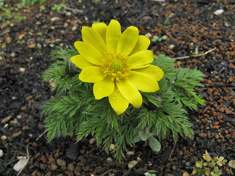 primera floración de adonis