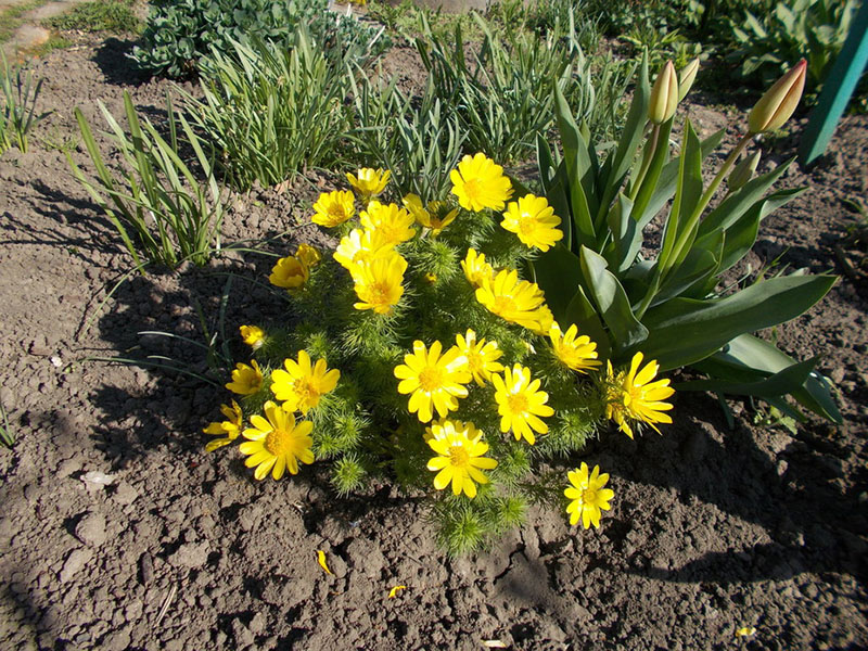 fleurs adonis de delenka