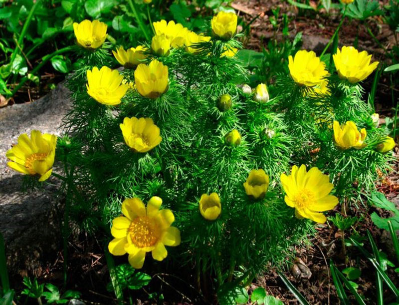 maravillosas flores soleadas