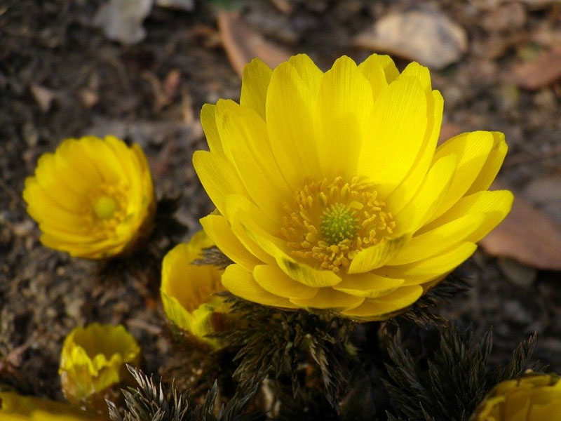 fleurs adonis printemps