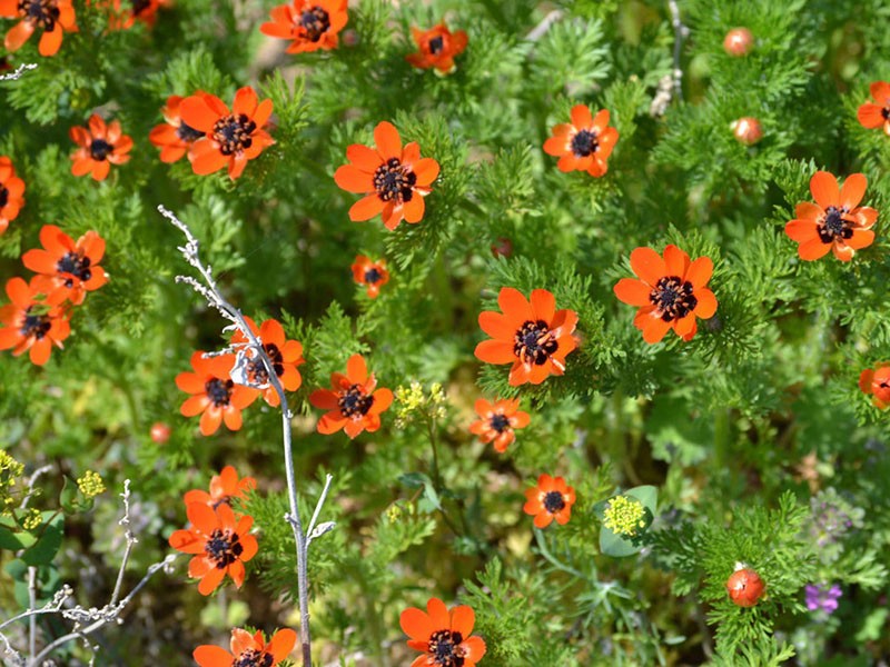 adonis de verano