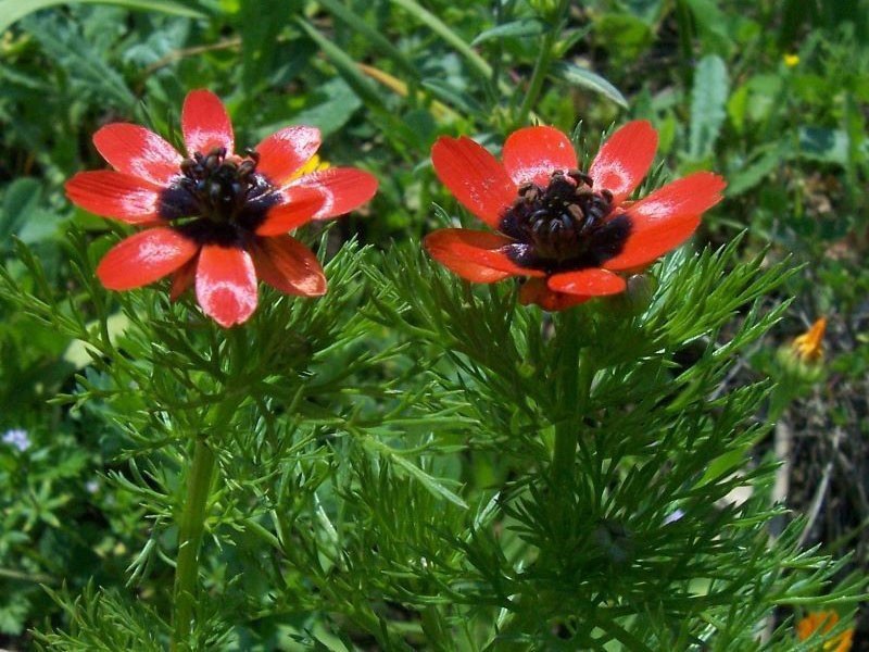 adonis de otoño