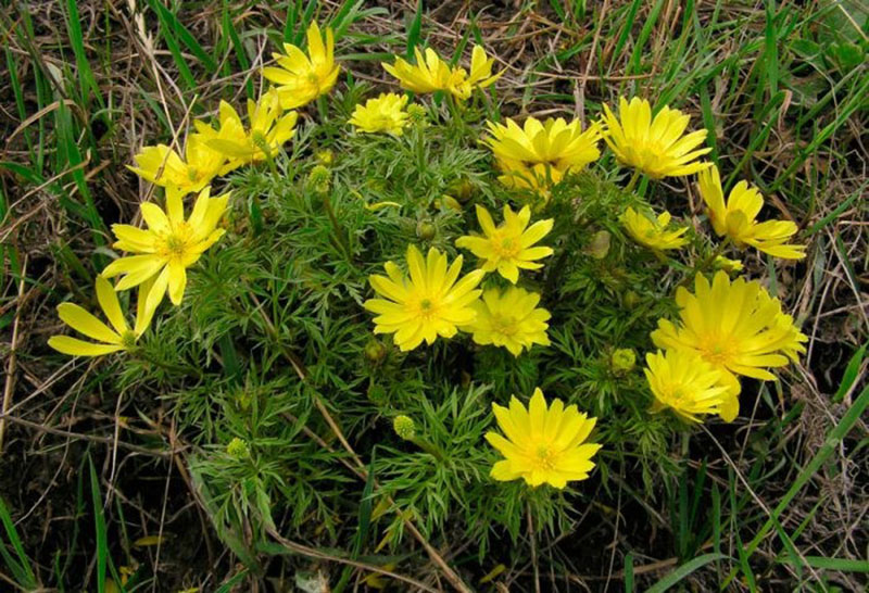 fleurs adonis volzhsky