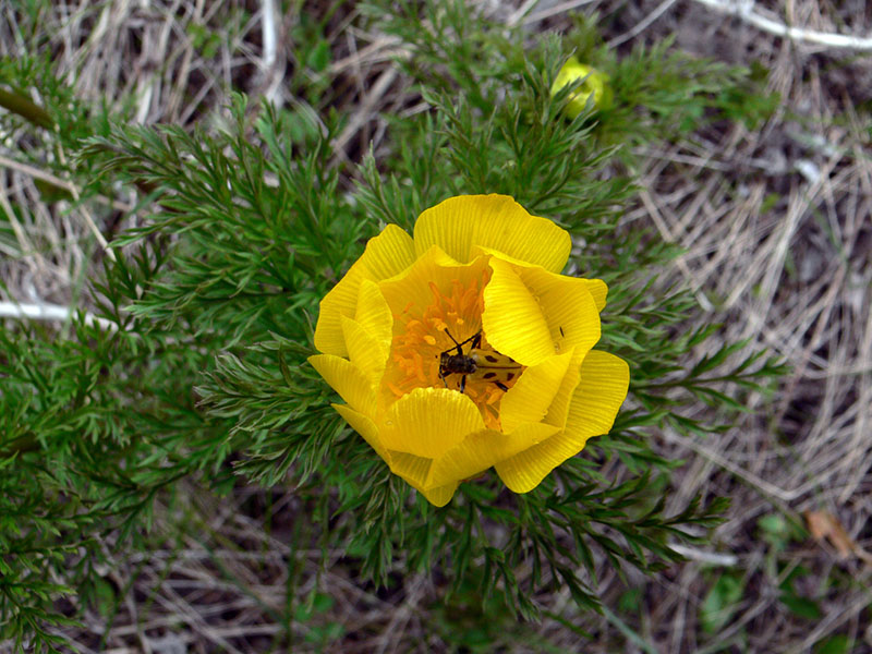 Adonis sibirica / apennina